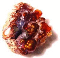 Black Hills Fire Agate