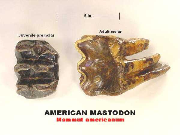 americanmastodon.jpg