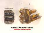 americanmastodon.jpg