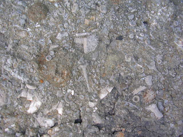 Large Fossilized Rock Pic #1