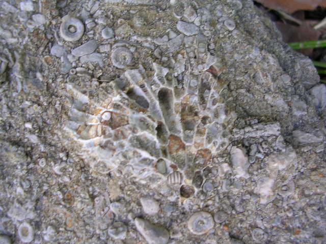 Large Fossilized Rock Pic #2