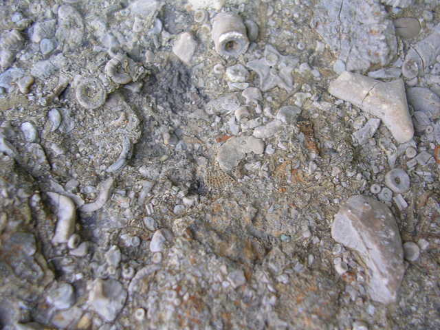 Large Fossilized Rock Pic #3